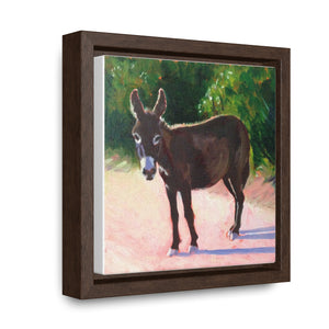 South Caicos Donkey #5  Print on Square Framed Premium Gallery Wrap Canvas