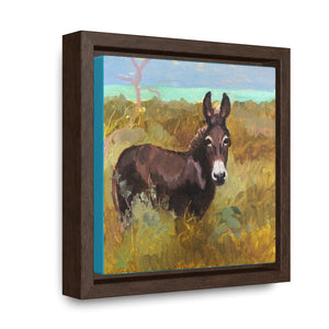 South Caicos Donkey #7 on Square Framed Premium Gallery Wrap Canvas