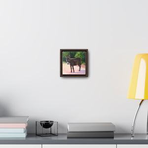 South Caicos Donkey #5  Print on Square Framed Premium Gallery Wrap Canvas